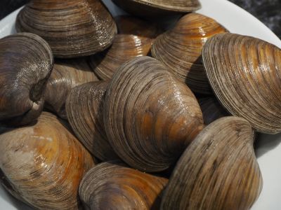 Cherrystone Clams