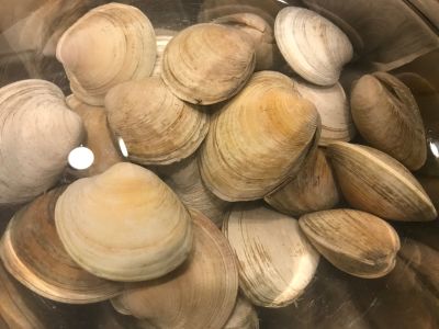 Clams Soaking in Clean Salt Water