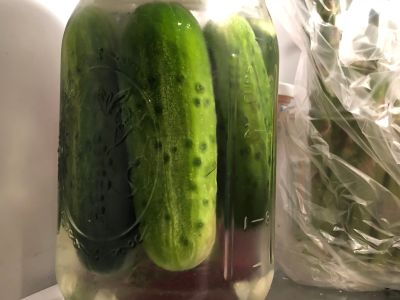 Pickles Living Happily in the Fridge