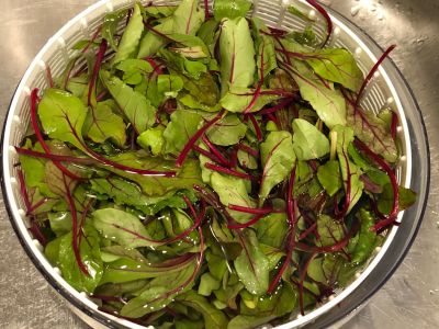 Beet Greens Soaking in a Salad Spinner