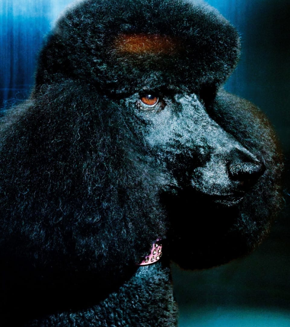 black standard poodle for the NX luxury condo real estate in williamsburg hip brooklyn creative branding by sideways luxury creative branding agency in new york for real estate, hotels, hospitality, and residential