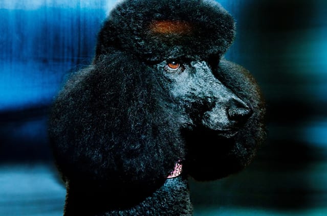 Black standard poodle representing the NX Williamsburg luxury real estate condominium project in New York City