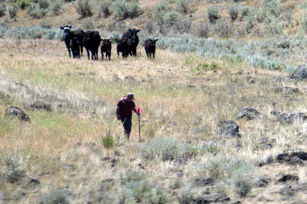 Doug Hill surveying in eastern Oregon with an audience of concerned cattle