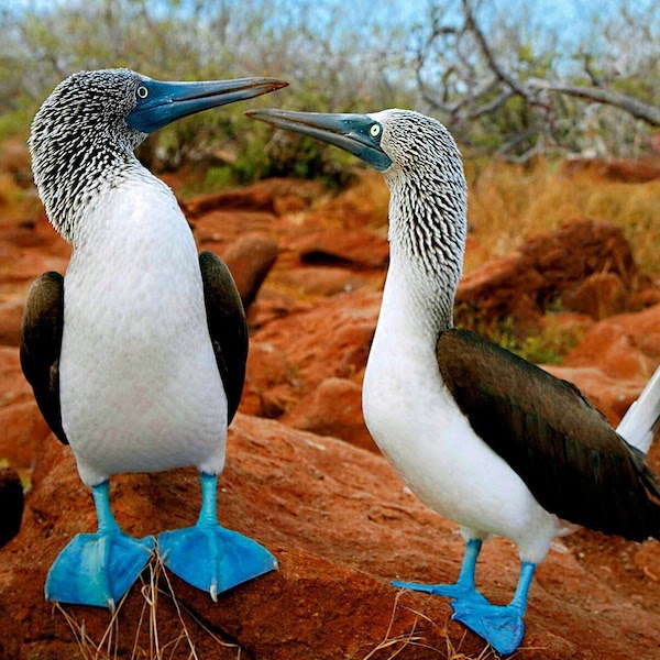 Blue-footed Boobies