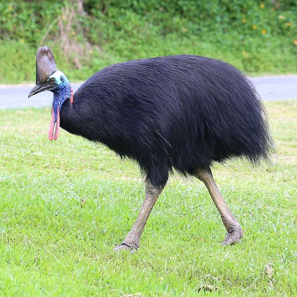 cassowary