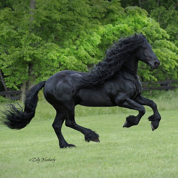 Beautiful Horse