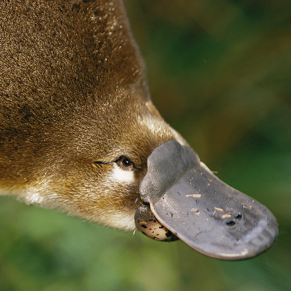 Platypus