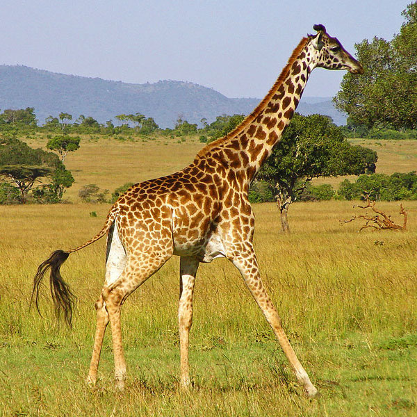 Giraffe