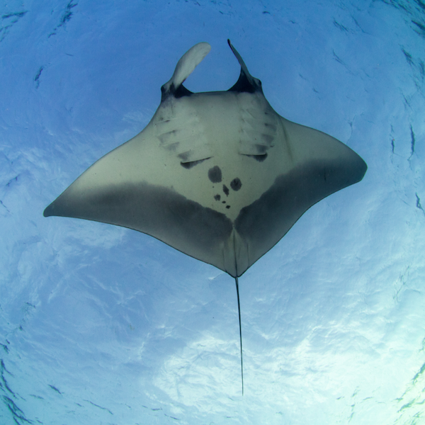 Manta Ray