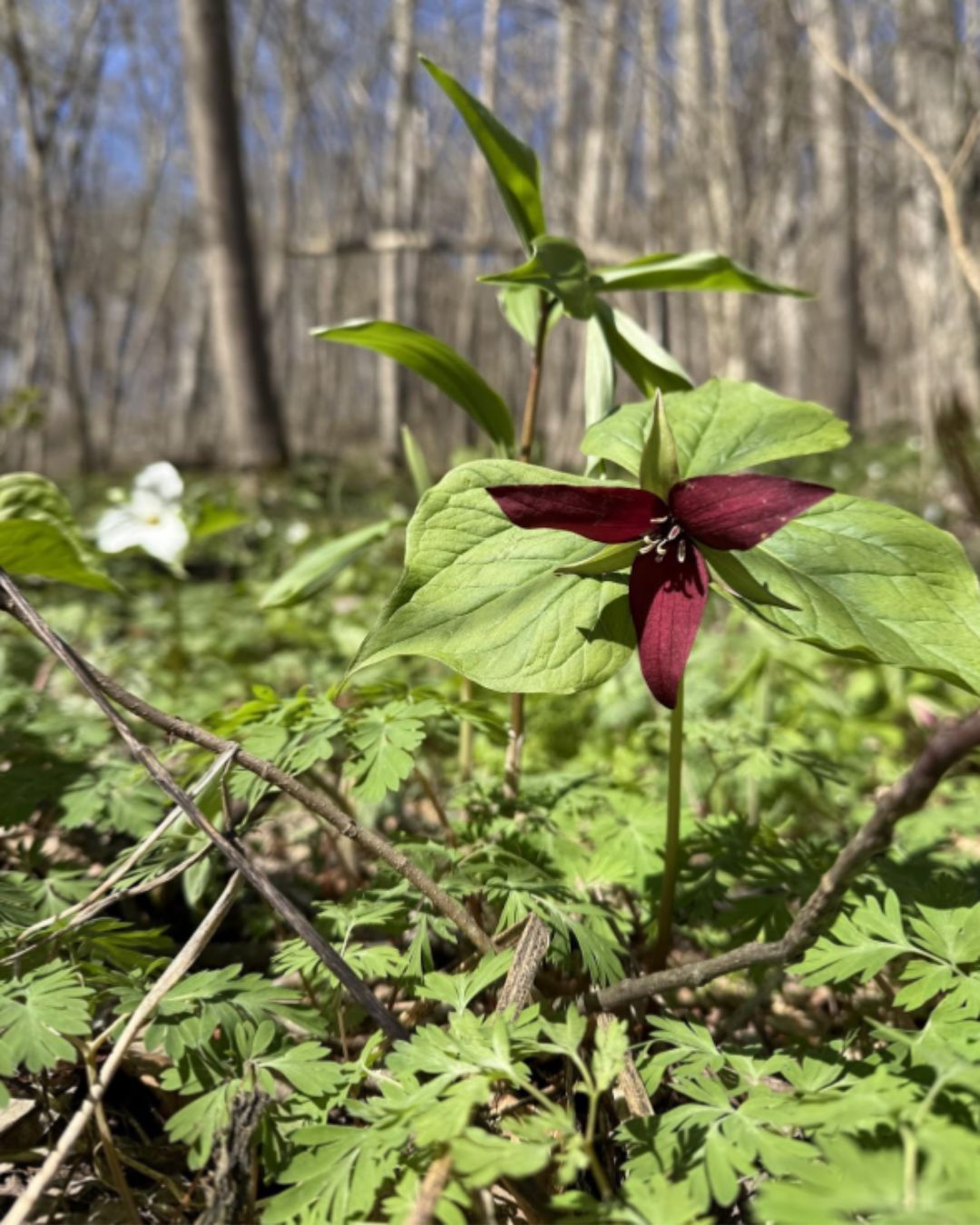 Love Running Trails? 5 Earth Day Activities to Make a Difference - Leave No Trace is a framework for minimizing human impact on the environment. One of the seven principles is to leave natural materials, rocks and plants, like these red trillium flowers, where they are. (Photo/ author)