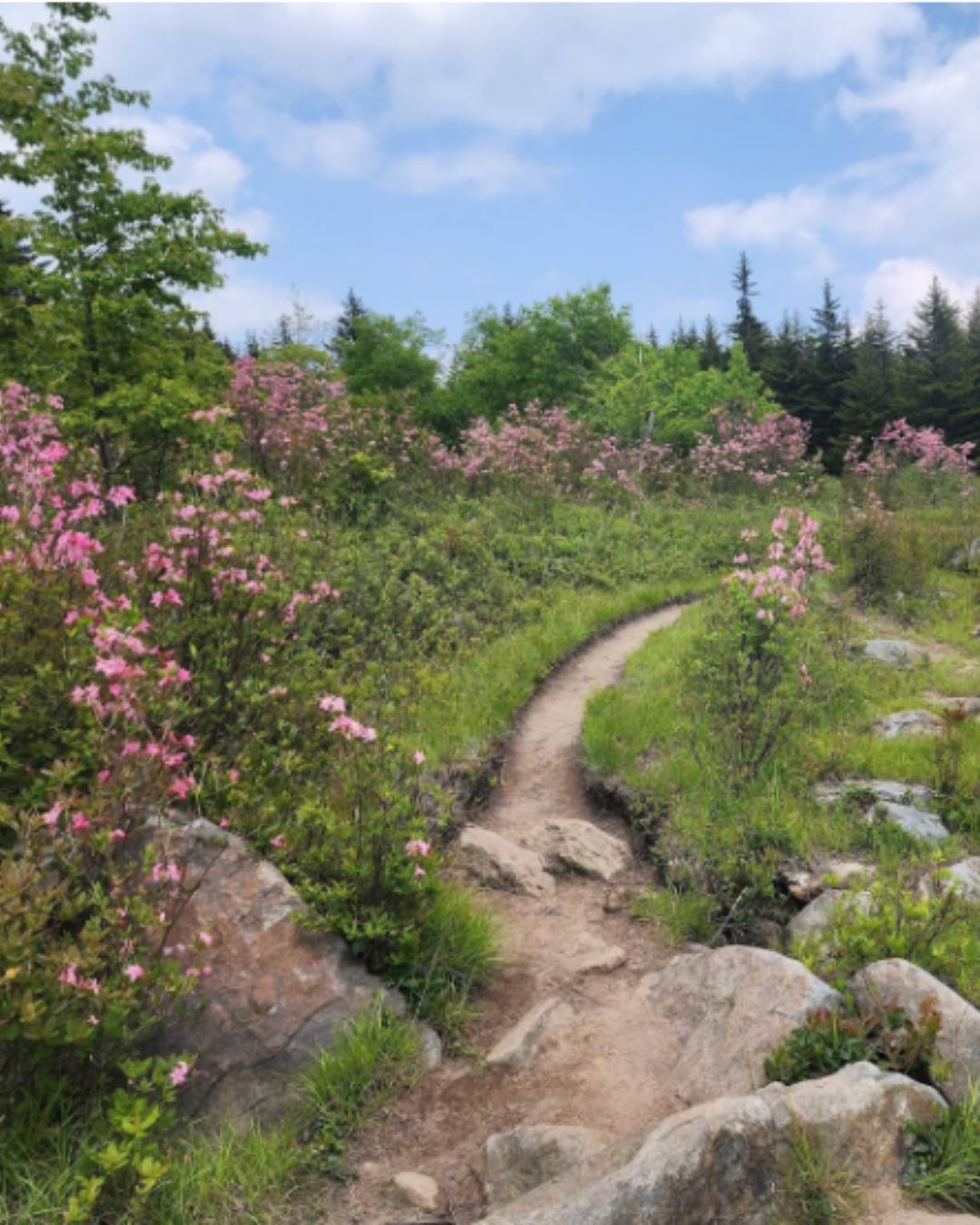Love Running Trails? 5 Earth Day Activities to Make a Difference - Dolly Sods Wilderness Area in West Virginia has seen an increase in visitors since 2020 and has created a volunteer-based Stewards Program in order to protect and educate visitors about responsible outdoor recreation. Dolly Sods is a popular backpacking and trail running destination. (Photo/ author)