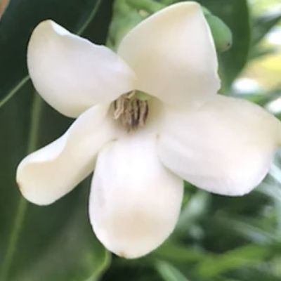 Apolla Benito