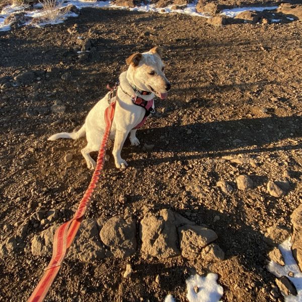 Image of Other Hands Free Dog Leash with Waist Belt Lifetime Replacement