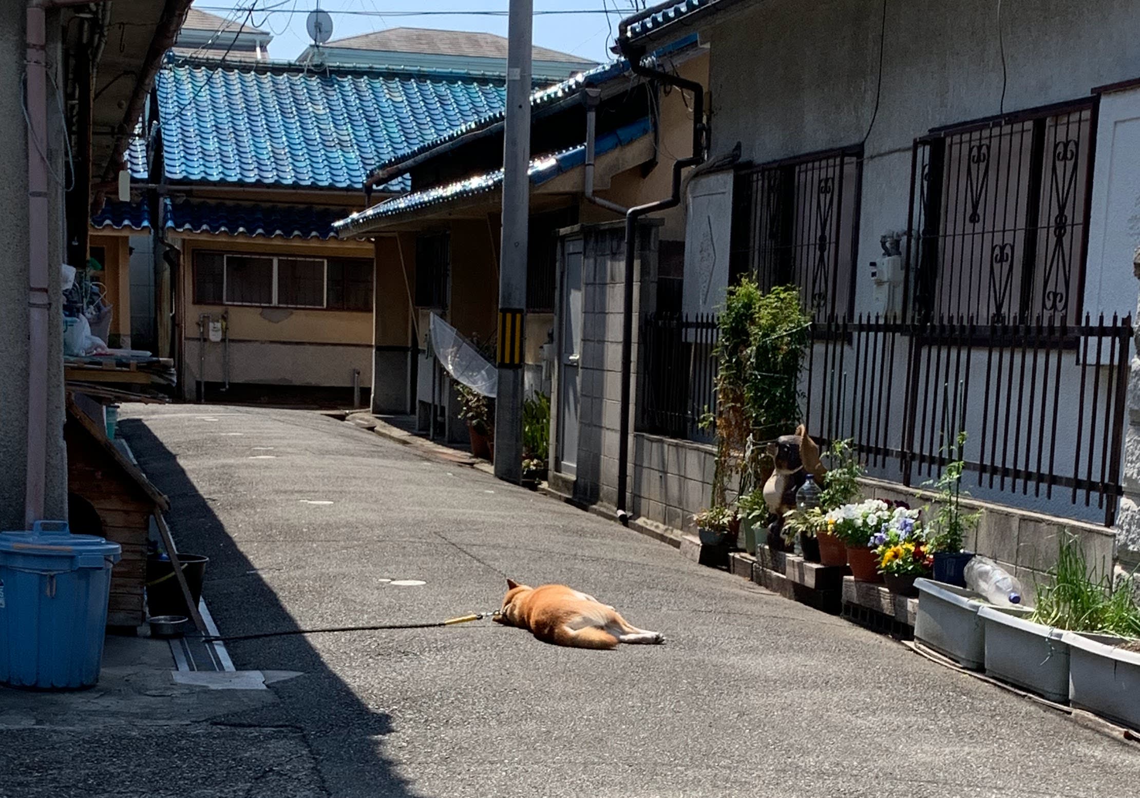 わんちゃんのひなたぼっこ