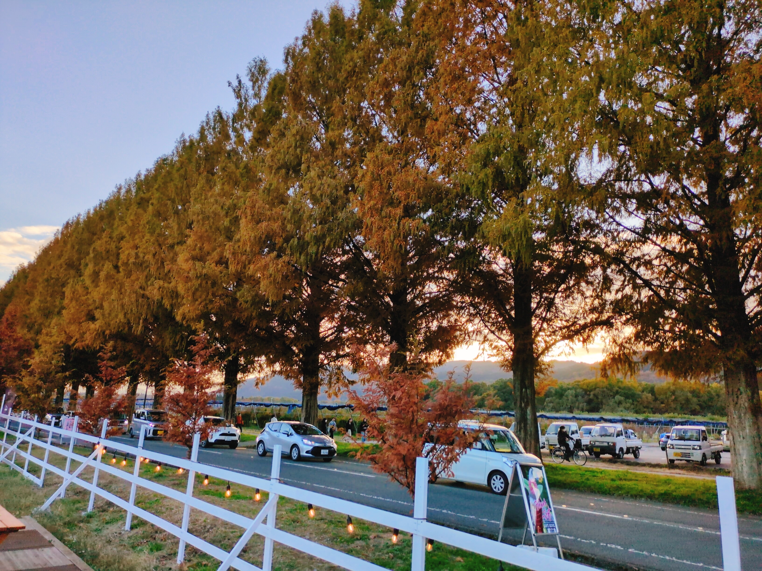 メタセコイア並木