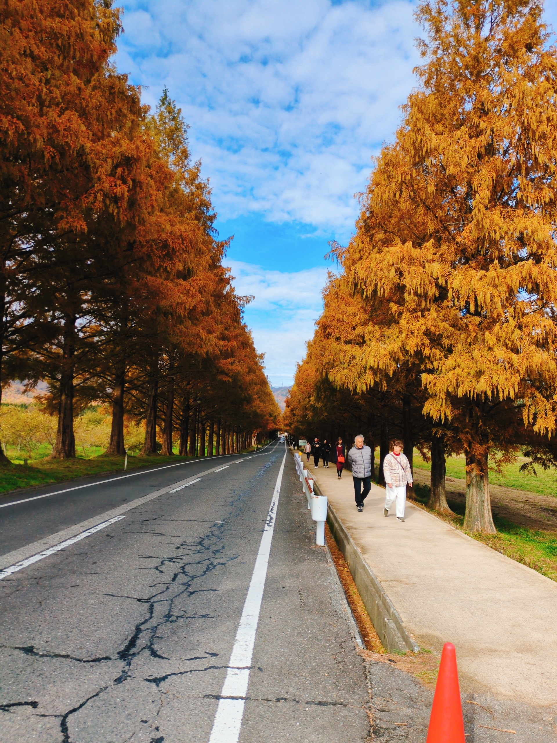 メタセコイア並木