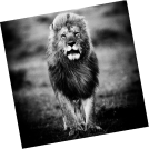 Profile image from dude - Trumpeter from Linz