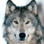 Seo.images.profile.avatar.name-category-city