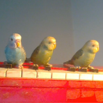 Profilbild von Kiki & the Cookies Band aus Zürich