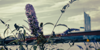 Seo.images.profile.banner.name-category-city