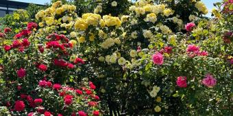 Seo.images.profile.banner.name-category-city