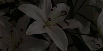 Seo.images.profile.banner.name-category-city