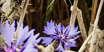 Banner image from Janina - Composer from Ulm