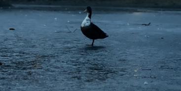Banner image from Christoph - Artist from Wien