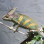 Profile image from Alexis Sorbas - Singer from Hofheim am Taunus