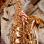 Profilbild von Claudia Mö - Saxophonistin aus Ober-Ramstadt