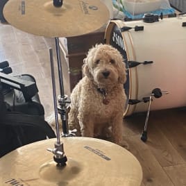 Profilbild von the red flags Band aus Cologne