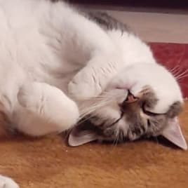 Seo.images.profile.avatar.name-category-city