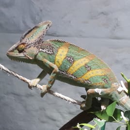 Profilbild von Alexis Sorbas Sänger*in aus Hofheim am Taunus