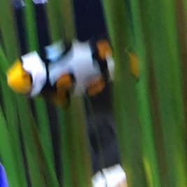 Profilbild von Maxine Preising Sänger*in aus Hamburg