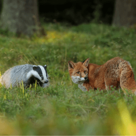 Profilbild von FOX&BADGER Band aus Hamburg