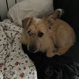 Profilbild von grace Gitarristin aus Hamburg