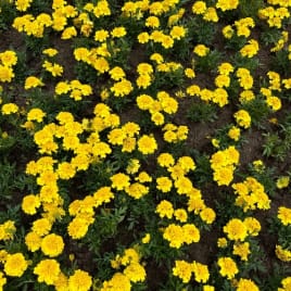 Profilbild von Lu Lu Singer-Songwriterin aus Wuppertal