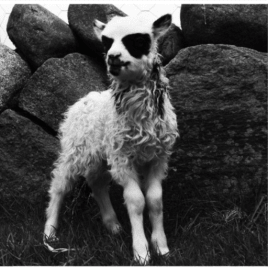 Profilbild von David Gitarrist aus Recklinghausen