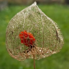 Seo.images.profile.avatar.name-category-city