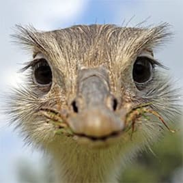 Profilbild von Georg Pianist aus Kempen