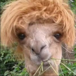 Profilbild von Smiggels Göbel Ballettmeister aus Flensburg