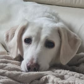 Profilbild von Tsuki Burisch Sänger*in aus Hamburg