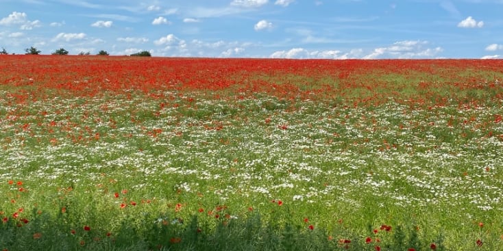 Bannerbild von Matthias Gitarrist*in aus Erfurt