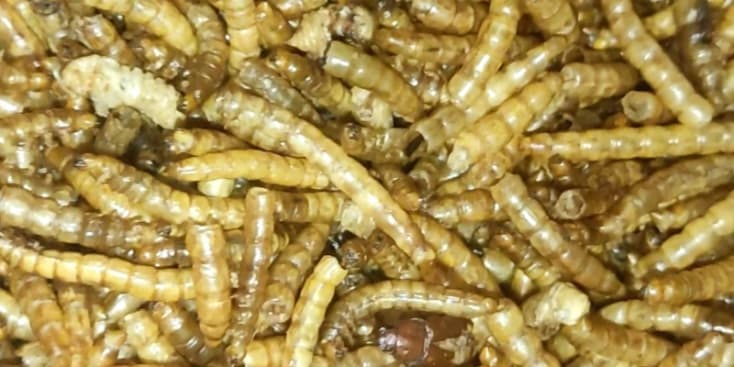 Bannerbild von Toastin Tontechniker*in aus Berlin