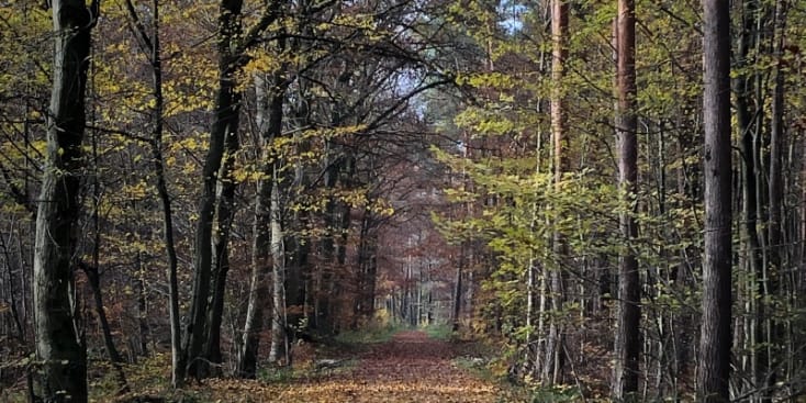 Bannerbild von 45 west end street Band aus Frankfurt am Main