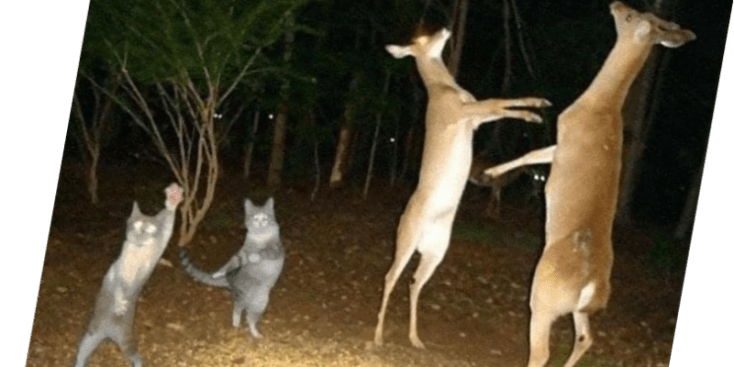 Bannerbild von Thierry Fossemalle Bassist*in aus Hakuba