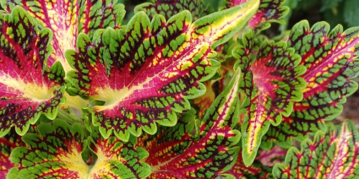 Bannerbild von John Greene Gitarrist*in aus Baesweiler