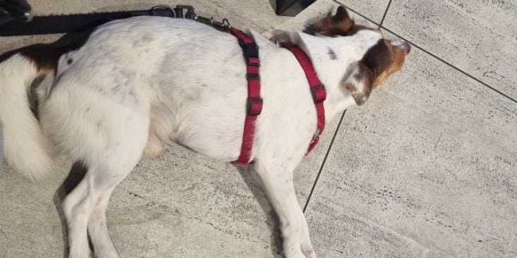 Bannerbild von Angi Sänger*in aus Duisburg