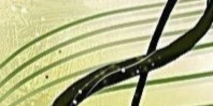 Bannerbild von No Cheat Band aus Türkenfeld