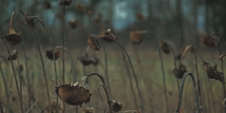 Bannerbild von Ethereal Rain Sänger*in aus Menden (Sauerland)